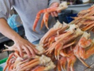 Alaska's snow crab harvest canceled