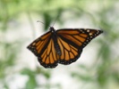 Monarch butterflies have rapidly declined by 86%