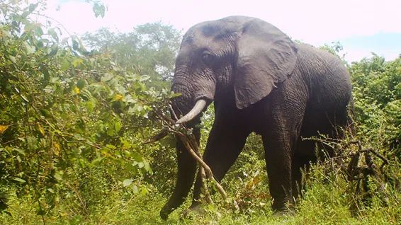 Rangers in Tanzania are using camera traps to tackle illegal bushmeat trade