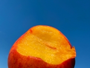 The juicy flesh of a ripe peach with a bite taken from it on a vibrant blue background