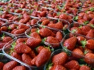 Researchers urge revamped safety approach for berries