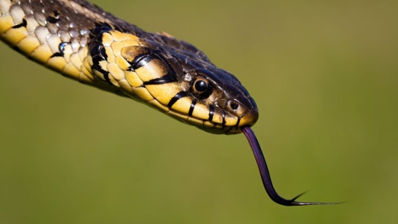 How do snakes hiss if they don't have front teeth?