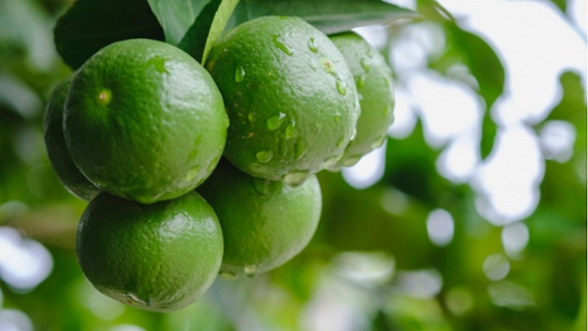 How to get a lime tree to fruit – 3 things you need to do to grow this citrus fruit successfully