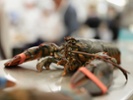 Restaurant owner calms lobsters with marijuana smoke