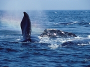 Northern right whale.Eubalaena glacialis.Courting group. Several males approach a female (on left). Bay of Fundy, New Brunswick, Canada. (Photo by: Francois Gohier/VW Pics/Universal Images Group via Getty Images)