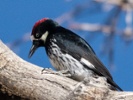 Woodpeckers fill wall of house with 700 pounds of acorns