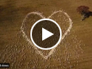 Farmer's sheep help memorialize his aunt