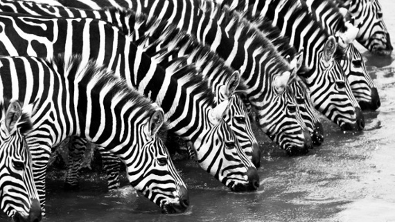 The great zebra debate is far from black and white