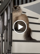 Furious expressions of Merlin the Ragdoll cat amuse TikTok