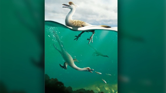 Noodle-necked swimming dinosaur may have been a diving predator like a penguin