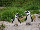 The penguins play while the humans are away