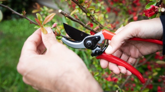 How to buy pruners – 5 golden rules from a pruner product tester