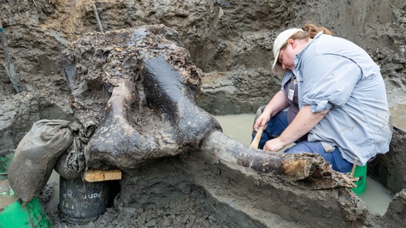 Huge 13,600-year-old mastodon skull and bones unearthed in Iowa