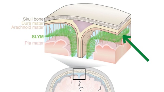 Newfound 'protective shield' in the brain is like a watchtower for immune cells