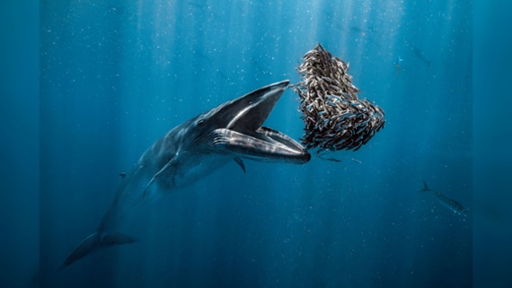 Stunning winning images from Ocean Photographer of the Year competition 2024 just revealed