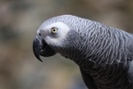 Zoo tries new tactic to rehab foul-mouthed parrots