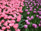 People can tip-toe through the tulips virtually