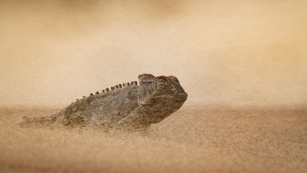 image of a lizard in a sandstorm, facing right with its eyes close