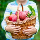 Beautiful blond happy kid boy picking and eating red apples on organic farm, autumn outdoors. Funny little preschool child having fun with helping and harvesting