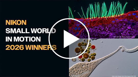 5 incredible microscopic videos you need to see from the Nikon Small World in Motion competition