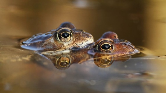 'Ancient death trap' preserved hundreds of fossilized frogs that drowned during sex