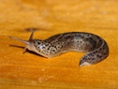 Japan discovers a slug was culprit behind train shutdown