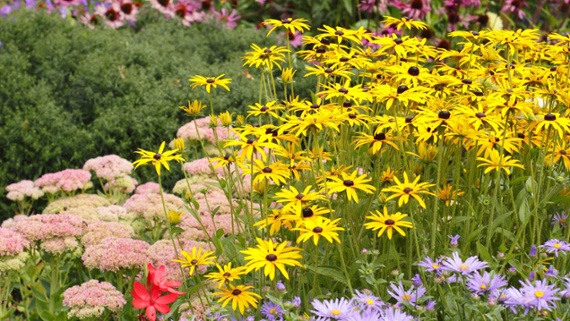 7 perennials to cut back in June – discover the benefits of chopping back summer-flowering herbaceous plants