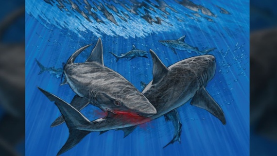 'Truly remarkable' fossils are rare evidence of ancient shark-on-shark attacks