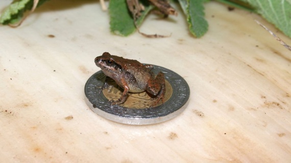 Newfound species of wee frogs found in Mexico can fit on your fingertip