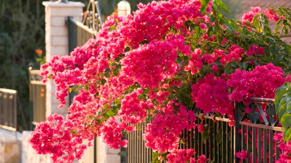 How to fertilize bougainvillea – for vibrant flowers