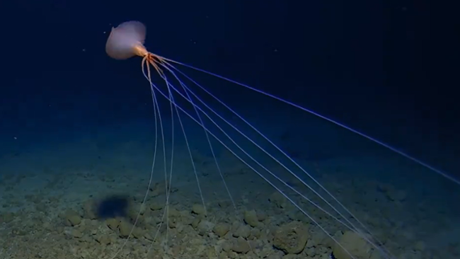 Watch extremely rare footage of a bigfin squid 'walking' on long, spindly arms deep in the South Pacific