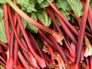 Fresh Rhubarb on local country farmers Asian market. Seasonal harvest. Close up. Sale. Organic vegan food.