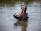 Honks help hippos identify each other