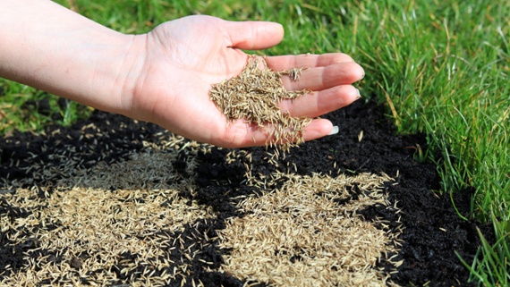How to plant grass seed and get a greener yard