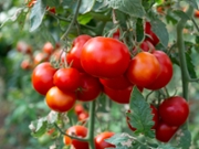 Close up shot of organic tomatoes growing on a stem. Local produce farm. Copy space for text, background.
