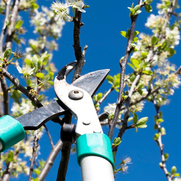 When to never prune trees