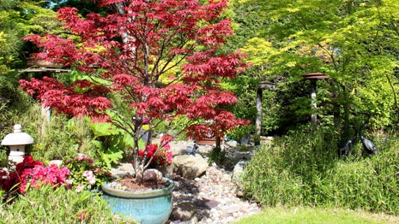 How to grow Japanese maples in pots – the perfect statement trees for any outdoor space