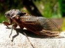 S.C. residents report rowdy cicadas to police