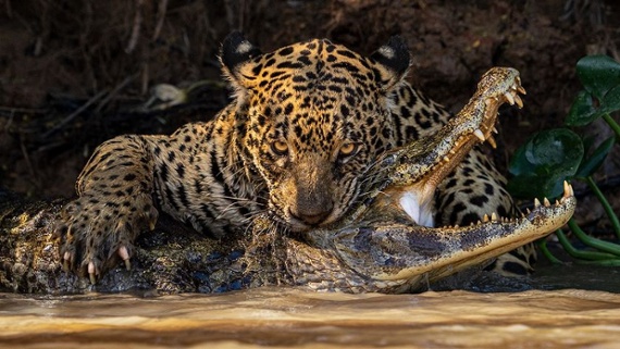 Nature's finest frames: stunning shots from Wildlife Photographer of the Year 2024