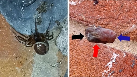 False widow spider preys on baby bat in never-before-seen encounter