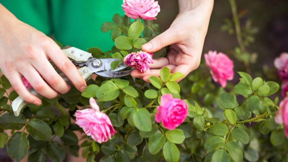 7 plants to deadhead in July – for an abundant display of blooms to enjoy