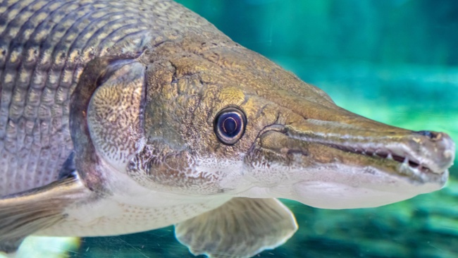 Alligator gar: The 'living fossil' that has barely evolved for 100 million years