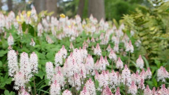 Best full-shade perennials – 7 perfect plants to add foliage and flowers to darker borders