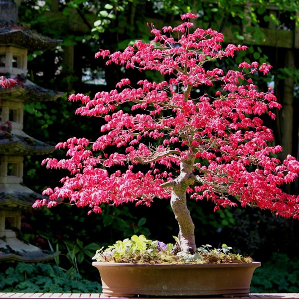 How to grow Japanese maple bonsai trees with spectacular fall color