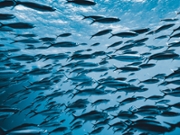 horizontal shot of tropical fishes underwater swimming in colony, amazing nature background.