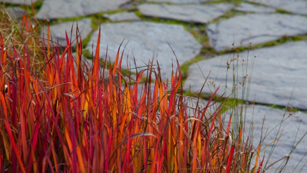 How to grow Japanese blood grass – the vigorous ornamental plant with unmatched crimson-red foliage