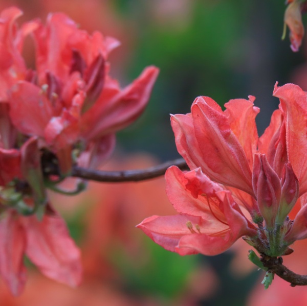 What to do with rhododendrons and azaleas in the fall