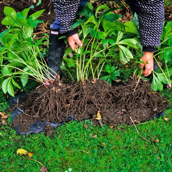 When to divide plants &ndash; for new perennials that will flower abundantly