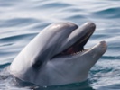 How male dolphins team up to facilitate mating