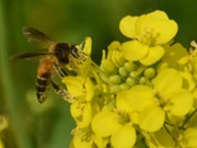 Robotic insects might be the future of farming